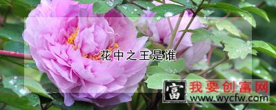 花中之王是谁