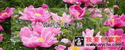 芍药水养方法