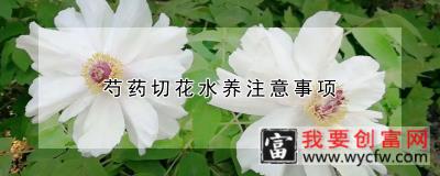 芍药切花水养注意事项