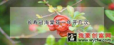 长寿冠海棠花一年开几次