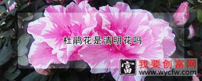 杜鹃花是清明花吗