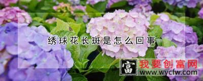 绣球花长斑是怎么回事