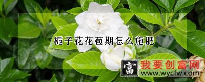 栀子花花苞期怎么施肥