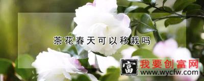 茶花春天可以移栽吗