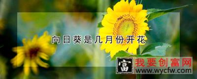 向日葵是几月份开花