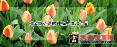 郁金香花球的种植方法和时间