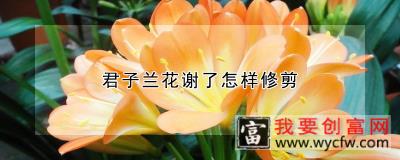 君子兰花谢了怎样修剪