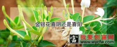 金银花喜阴还是喜阳