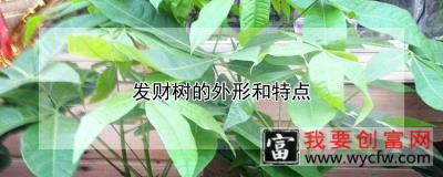 发财树的外形和特点