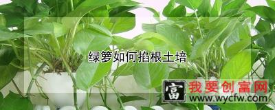 绿箩如何掐根土培