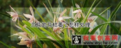 兰花的花枯萎了怎样处理