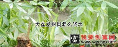 大盆发财树怎么浇水