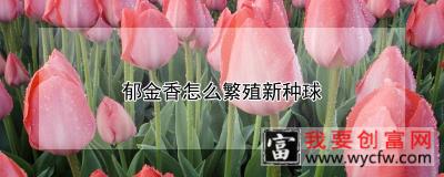 郁金香怎么繁殖新种球