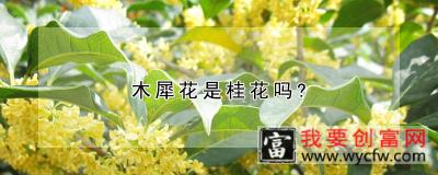 木犀花是桂花吗？