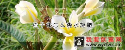 桅子花怎么浇水施肥