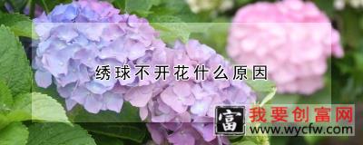 绣球不开花什么原因