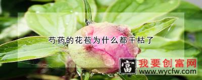 芍药的花苞为什么都干枯了