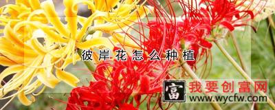 彼岸花怎么种植