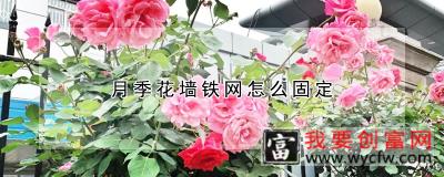 月季花墙铁网怎么固定