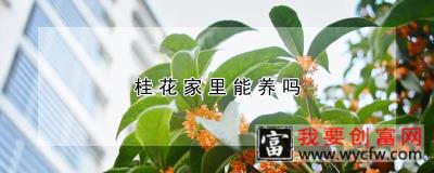 桂花家里能养吗