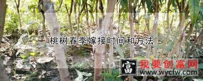 桃树春季嫁接时间和方法