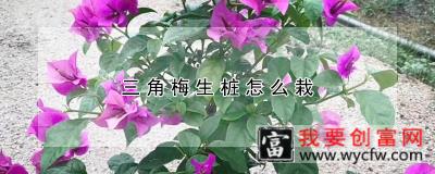 三角梅生桩怎么栽