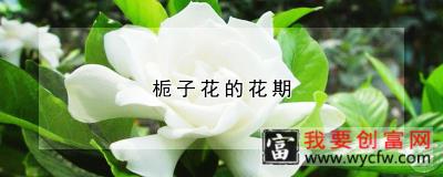 栀子花的花期