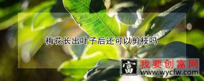 梅花长出叶子后还可以剪枝吗