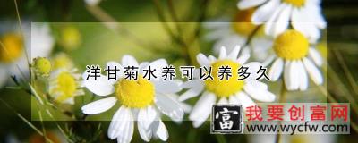 洋甘菊水养可以养多久