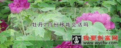 牡丹2月份移栽会活吗