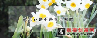 水仙花是不是春天开的