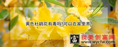 黄色杜鹃花有毒吗？可以在家里养？