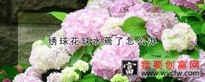 绣球花缺水蔫了怎么办