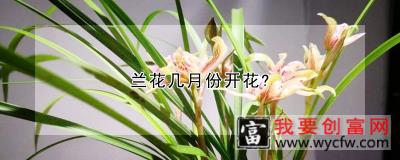 兰花几月份开花?