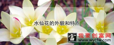 水仙花的外貌和特点