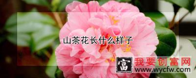 山茶花长什么样子