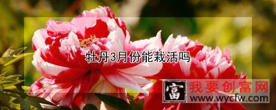 牡丹3月份能栽活吗