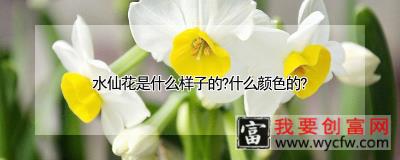 水仙花是什么样子的？什么颜色的？