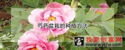 芍药盆栽的<a href=https://www.wycfw.com/e/tags/?tagid=232 target=_blank class=infotextkey>种植方法</a>