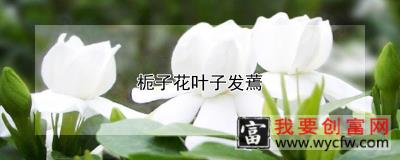 栀子花叶子发蔫