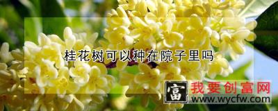 桂花树可以种在院子里吗