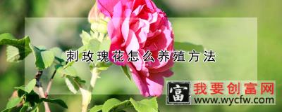 刺玫瑰花怎么养殖方法