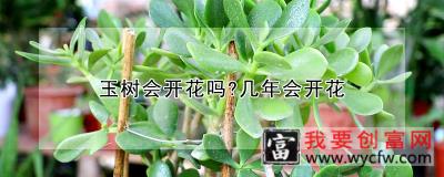 玉树会开花吗?几年会开花