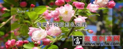 海棠开花后怎么处理