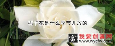 栀子花是什么季节开放的