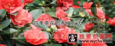 四季茶花的<a href=https://www.wycfw.com/e/tags/?tagid=63 target=_blank class=infotextkey><a href=https://www.wycfw.com/yangzhi/ target=_blank class=infotextkey>养殖</a></a>方法