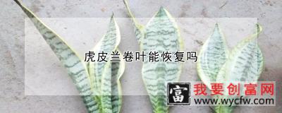 虎皮兰卷叶能恢复吗