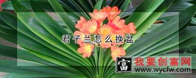 君子兰怎么换盆