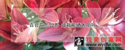 百合花怎么养 盆栽能晒太阳吗