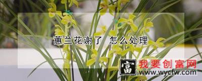 蕙兰花谢了 怎么处理